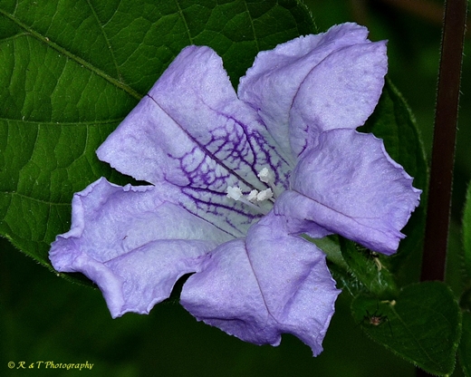 {Ruellia strepens}